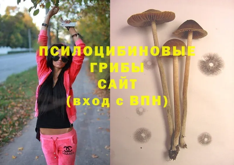 Псилоцибиновые грибы Cubensis  Кыштым 